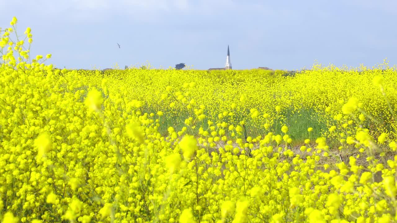 尼日利洛自然保护区盐沼中的白芥菜花田视频素材