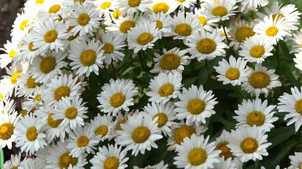 花园里有一丛白色的雏菊。夏天的花。园艺。花蕾闭合。洋甘菊花瓣。花的背景视频素材