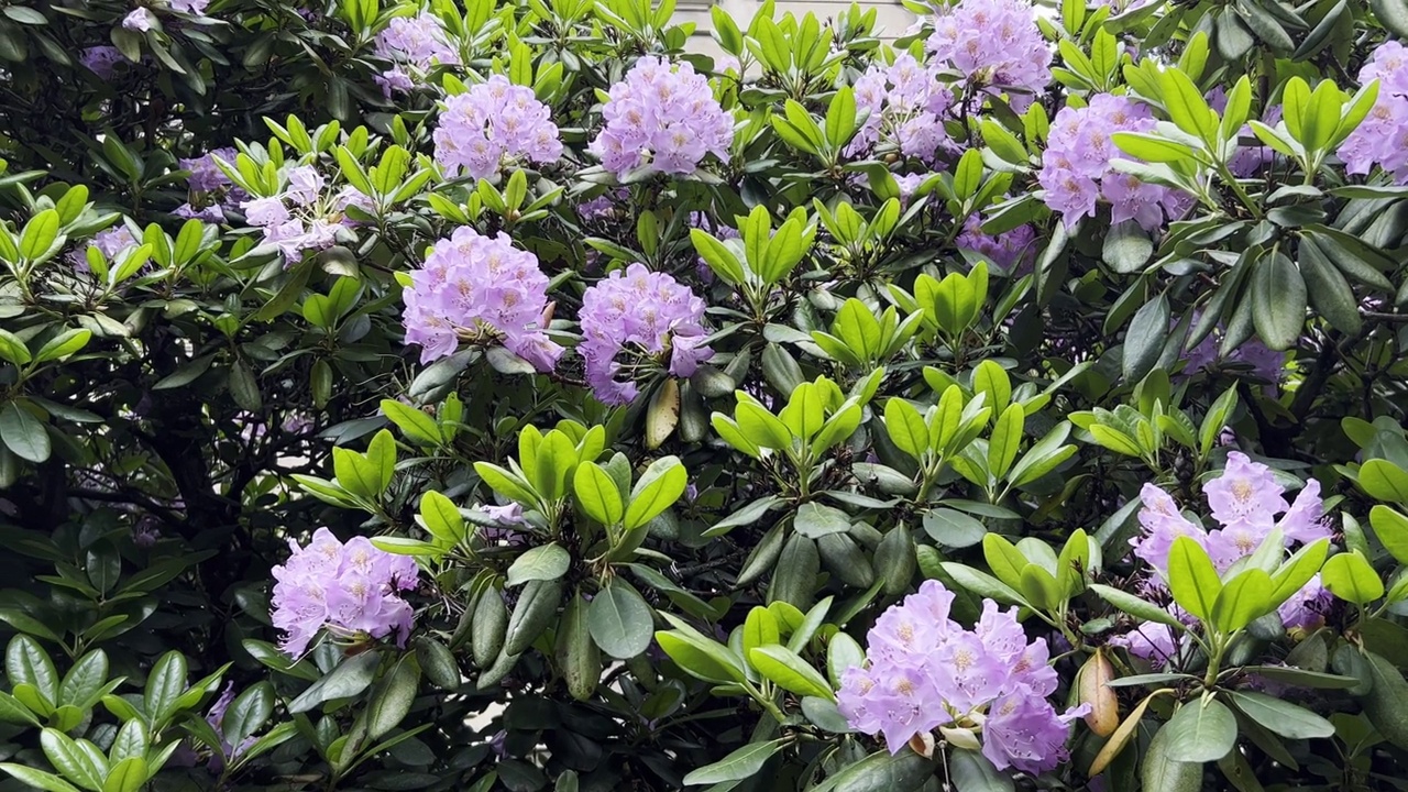 美丽的紫色杜鹃花在夏天的花园里。植物园视频素材