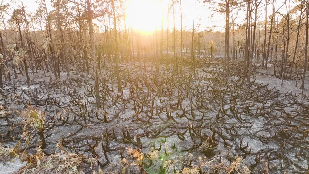 野火过后，被摧毁的森林地面覆盖着灰烬层和烧焦的死植被。自然灾害概念视频素材