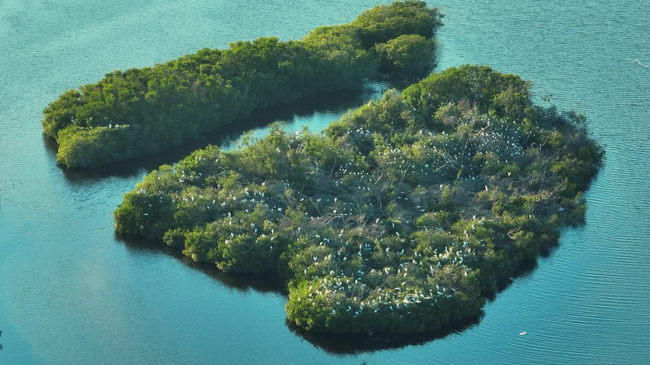 南佛罗里达湿地有许多白鹭和苍鹭野生鸟类在海湾水域之间的绿色灌木上。鸟瞰自然栖息地的野生动物视频素材