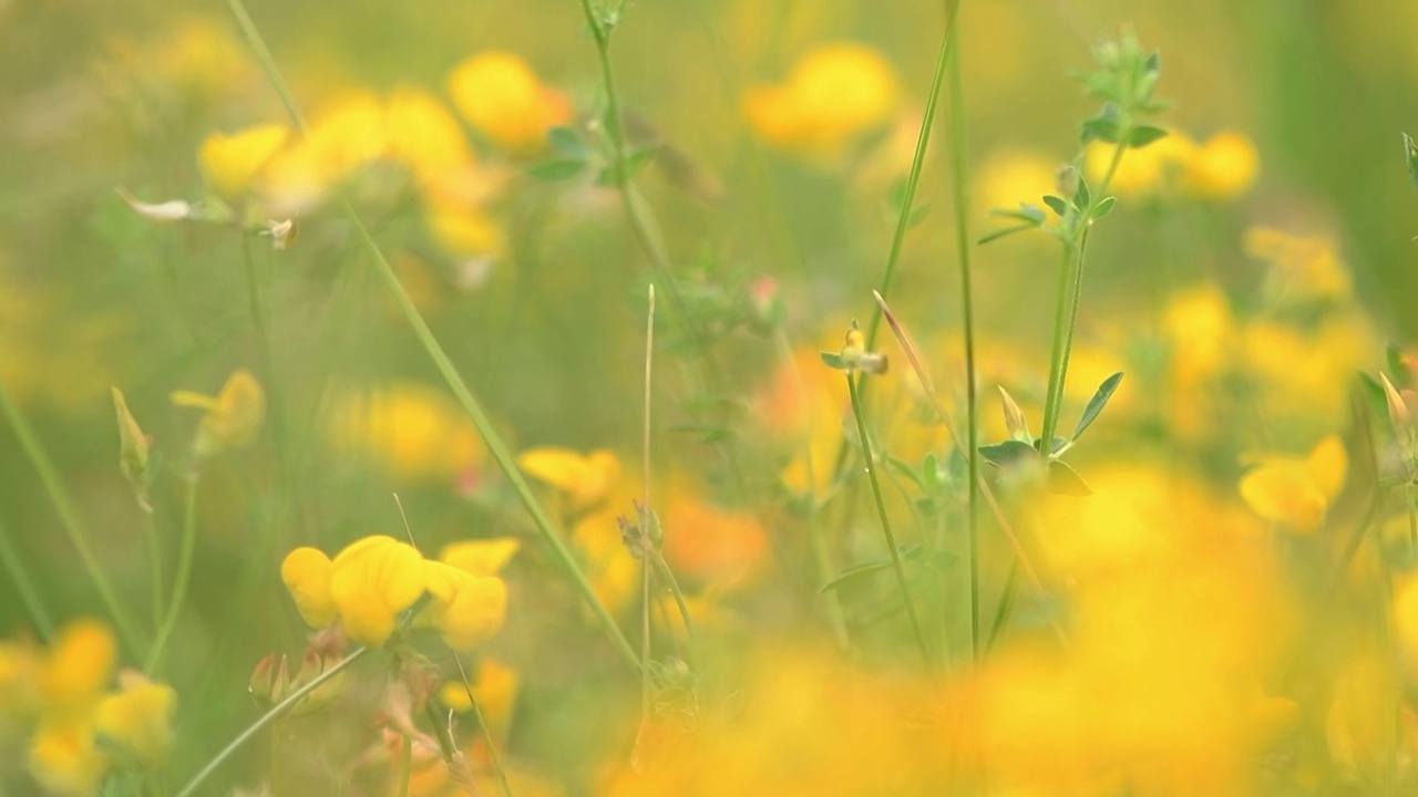 自然花卉背景。美丽的黄色野花田野视频素材