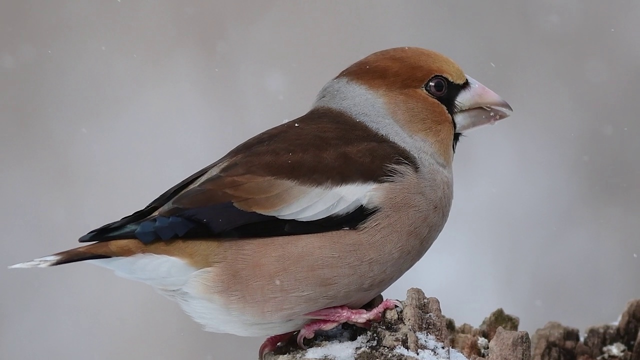 山雀coccothrases coccothrases冬天的时候。一只鸟坐在树枝上飞走了，正在下雪视频素材