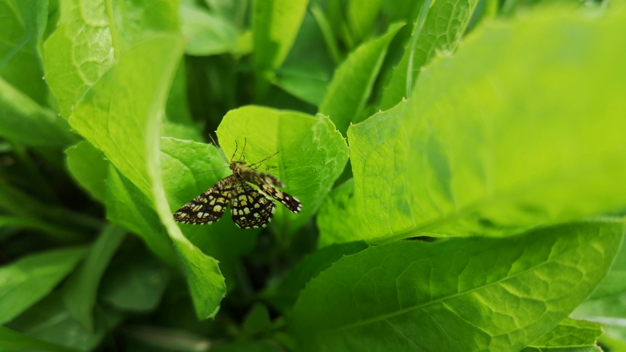 山地夏季森林中的水杨花视频素材