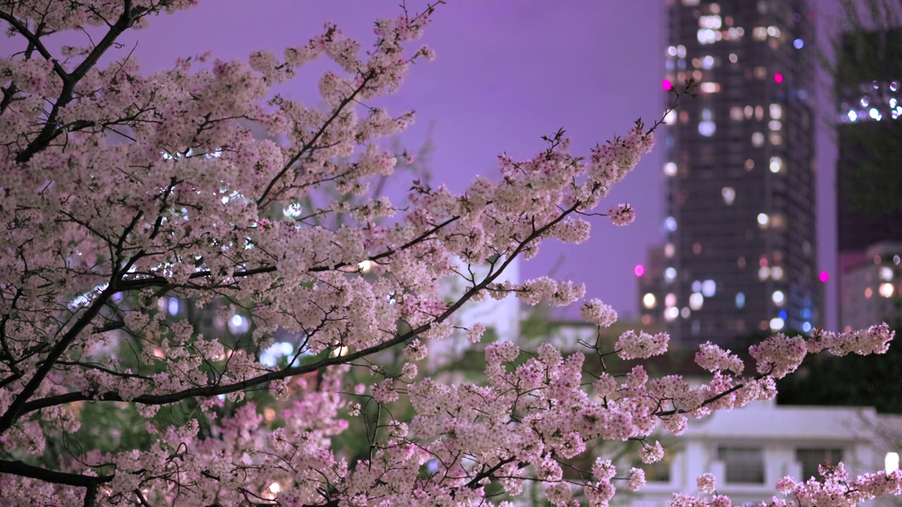 东京夜黑江边盛开的樱花视频素材