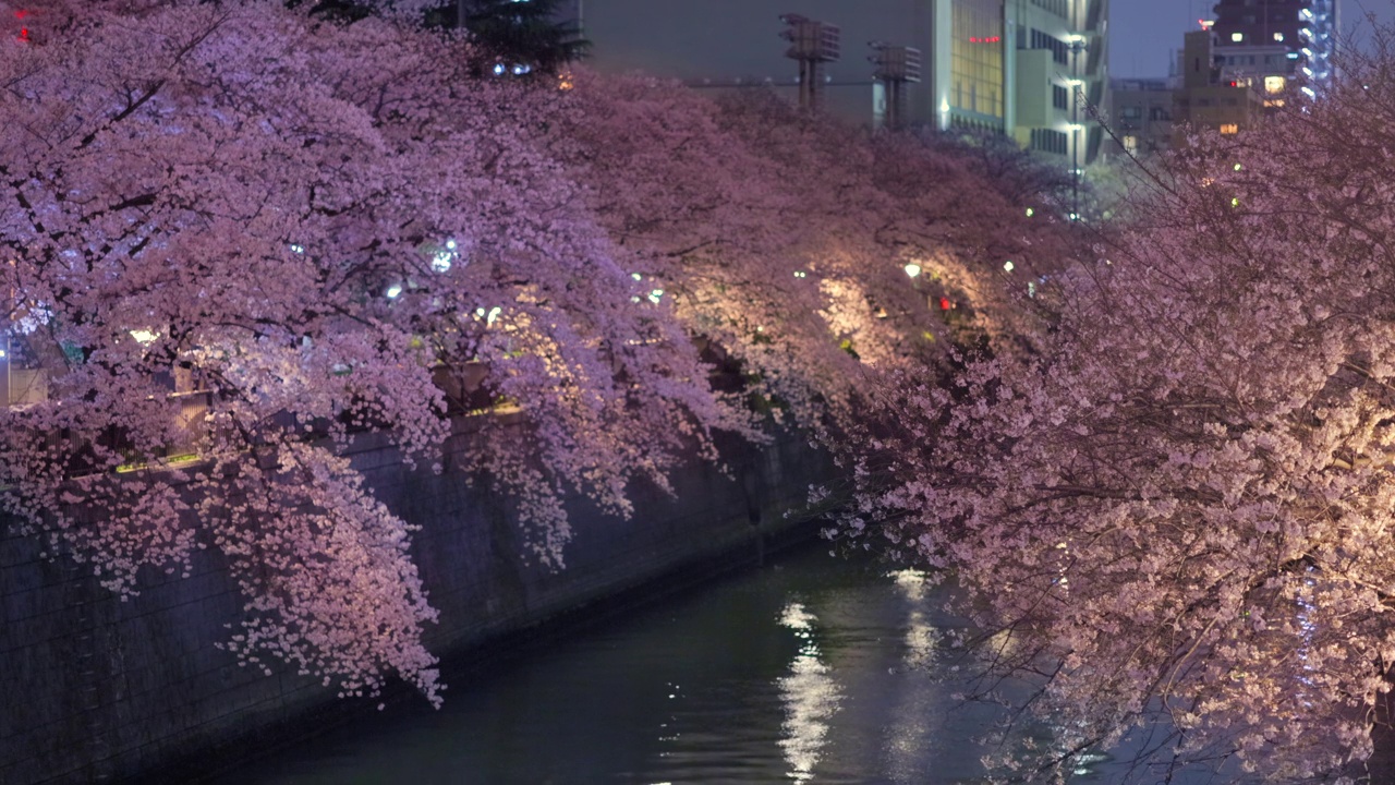 东京夜黑江边盛开的樱花视频素材