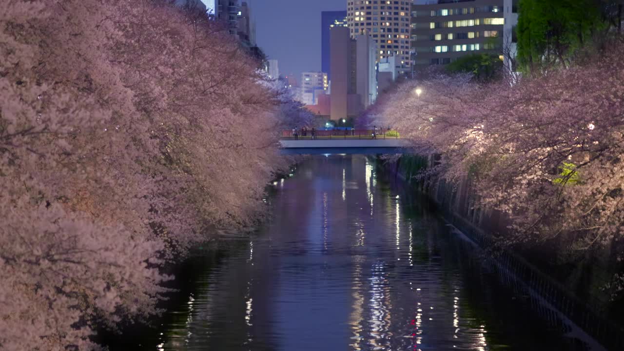 东京夜黑江边盛开的樱花视频素材