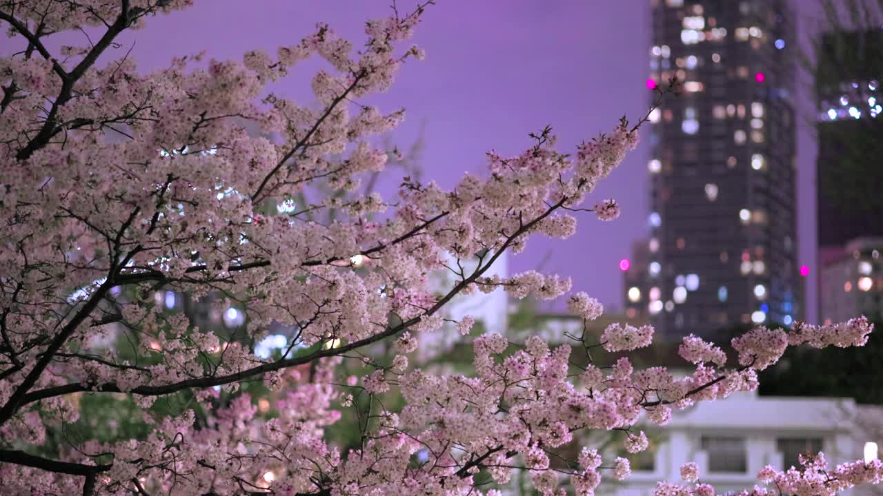 东京夜黑江边盛开的樱花视频素材