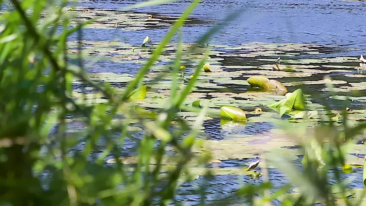 水Llilies。在一个阳光明媚的夏日里飞过绿色的百合池视频素材