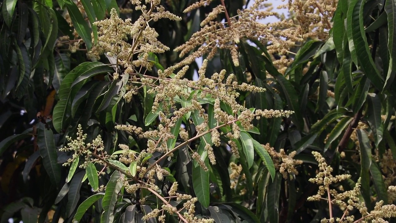 芒果花在树枝上的选择性聚焦特写视频素材