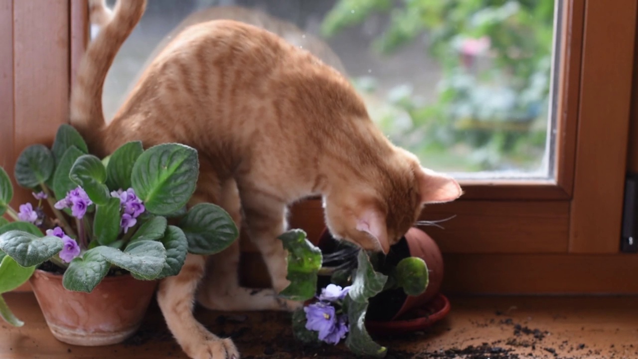 窗户上的一只红色小猫打碎了一棵室内植物。顽皮顽皮的猫。家里的宠物问题。被宠物砸烂的室内植物视频素材