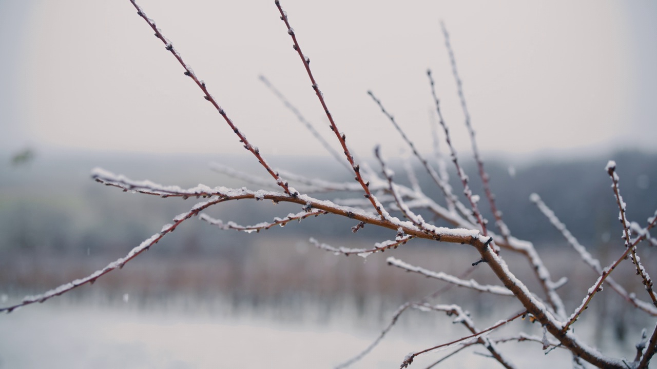 白雪落在以葡萄园为背景的田野中央的树枝上视频素材