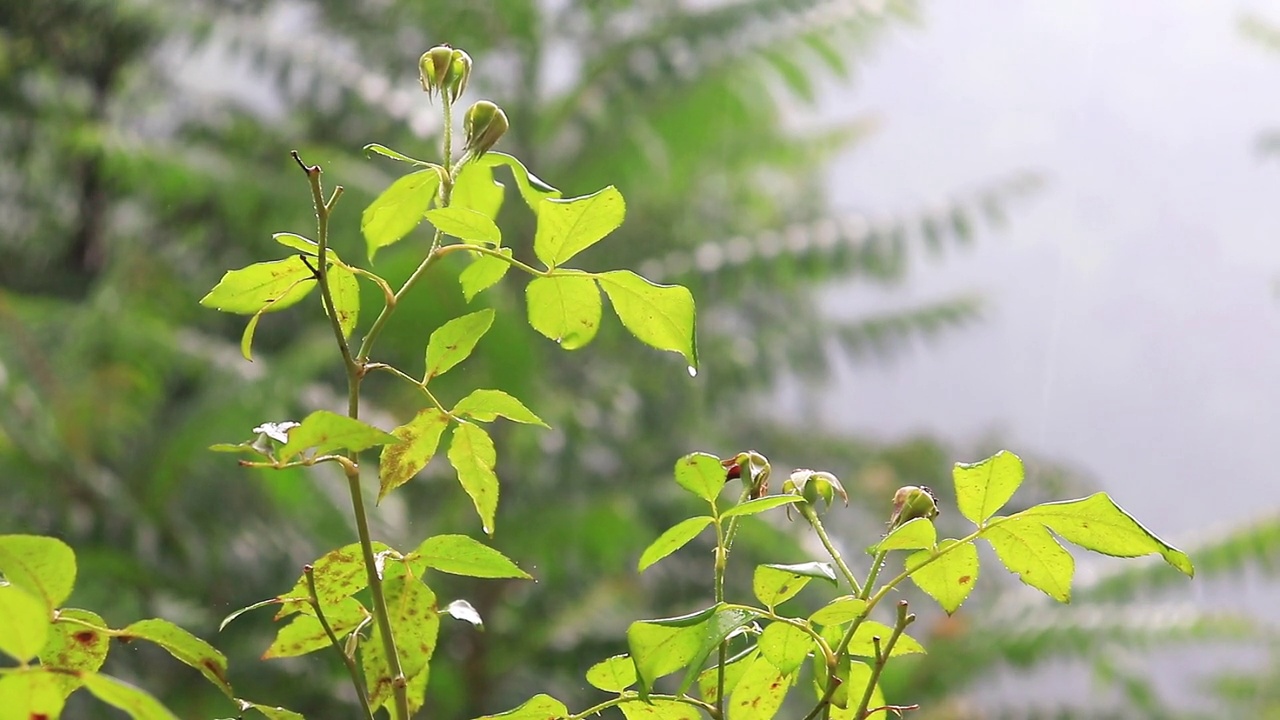 雨滴落在绿叶上的特写镜头。在雨天长着绿叶的植物视频素材