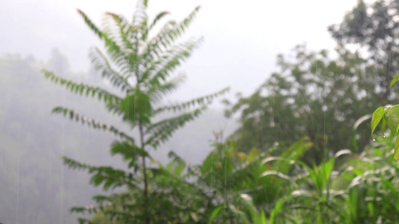 雨的特写镜头。背景树视频素材