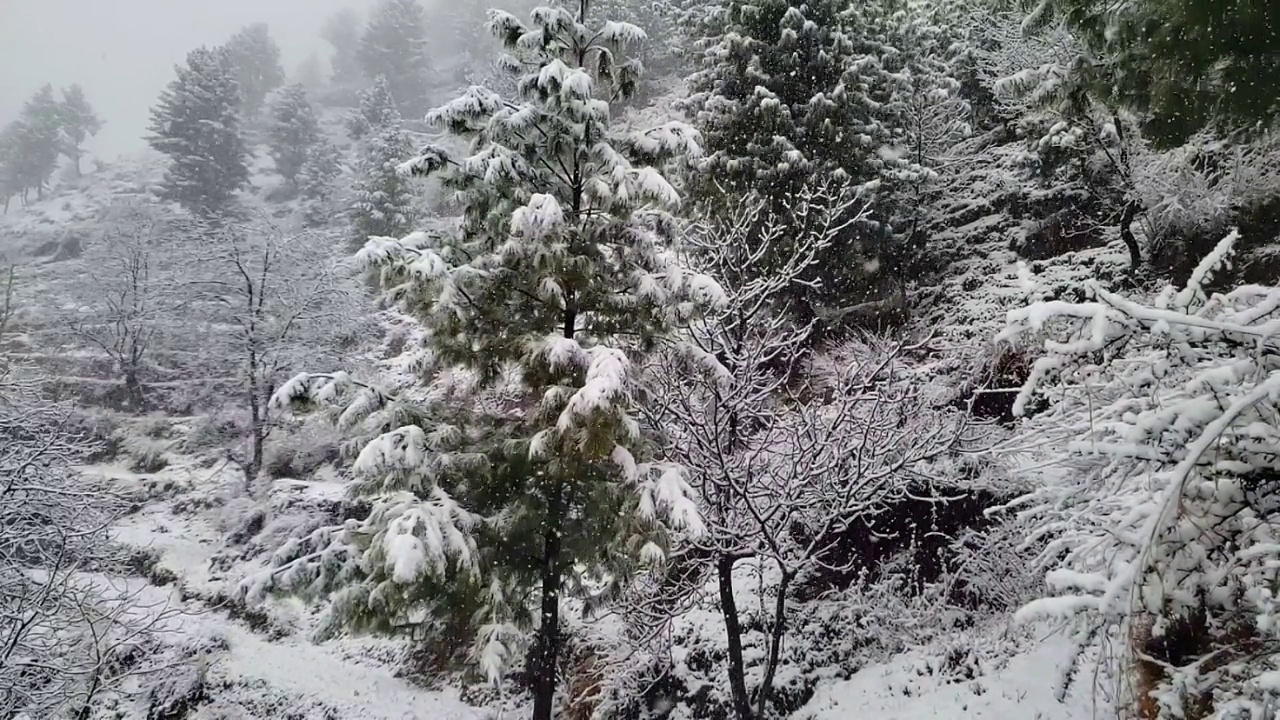 雪落。视频素材