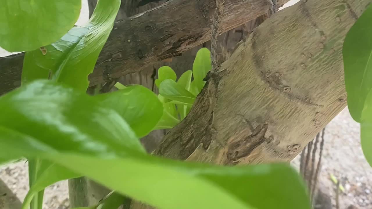 在马尔代夫的海滩边，花园蜥蜴，吸血鬼躲在树叶下，跑/爬树。视频下载