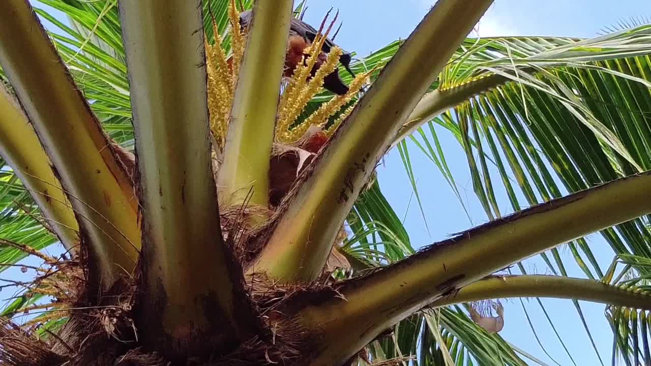 在棕榈树顶上吃花的果蝠。视频下载