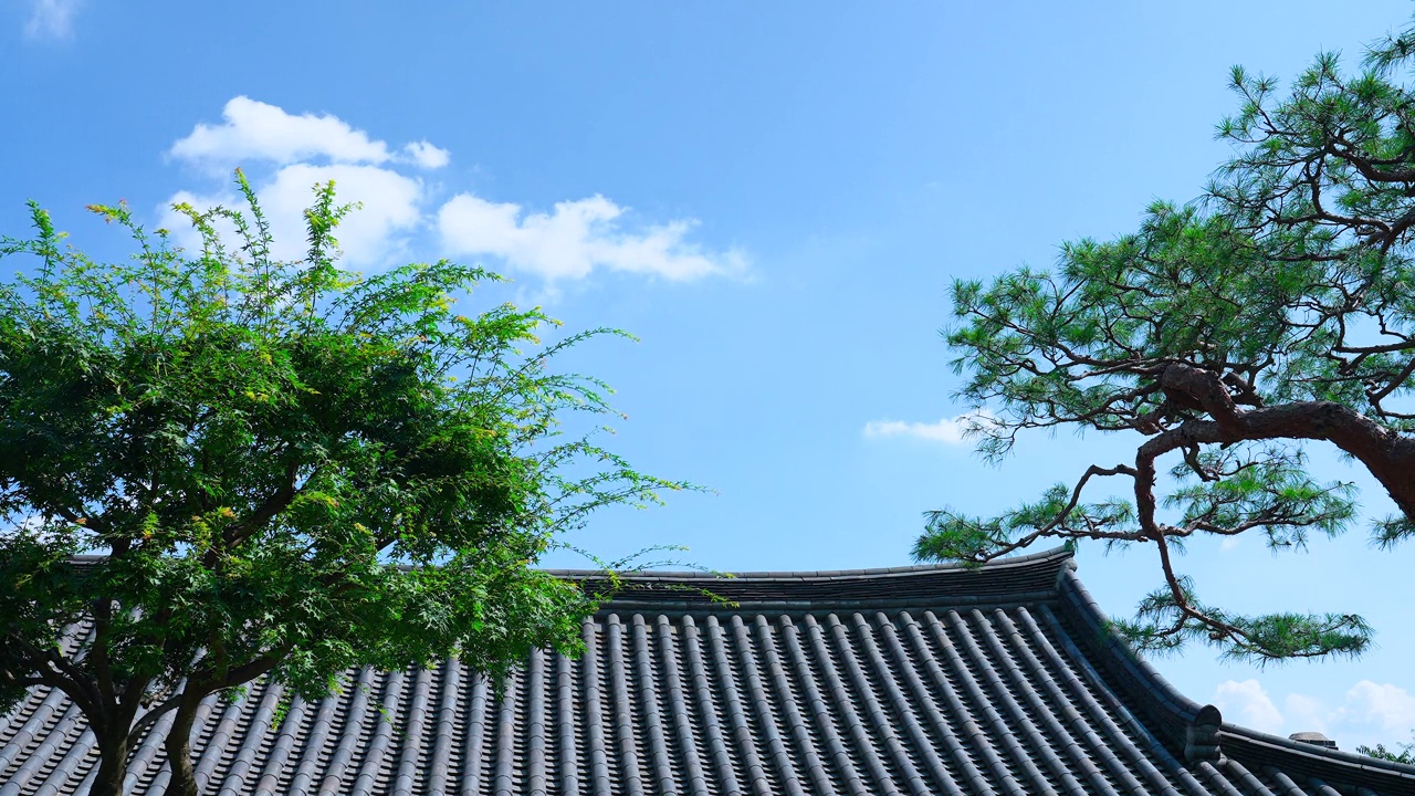 韩屋(韩国传统房屋)与自然——树叶在风中摇曳的瓦片屋顶前/韩国视频素材