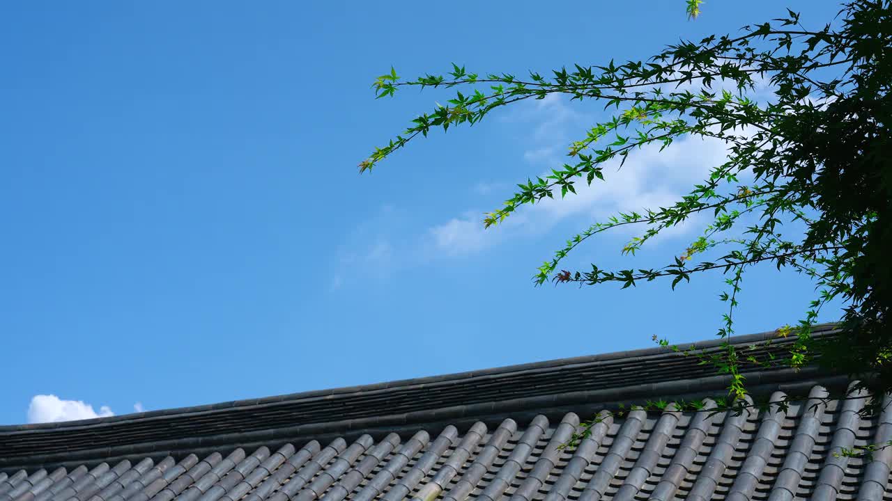 韩屋(韩国传统房屋)与自然——风中摇曳的树叶/韩国视频素材