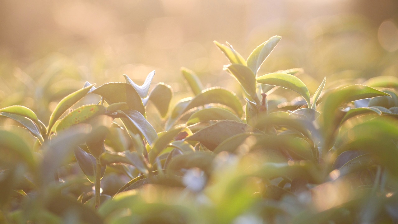 茶树有机农场绿茶树叶田植物。清晨的茶园，山间的绿色自然背景。农场里新鲜嫩芽的草本绿茶树视频素材