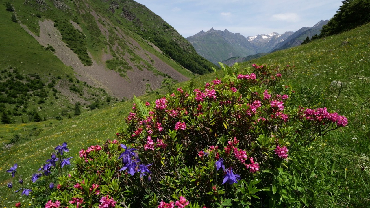 铁杜鹃花，高山杜鹃花，索萨，上比利牛斯，法国视频素材