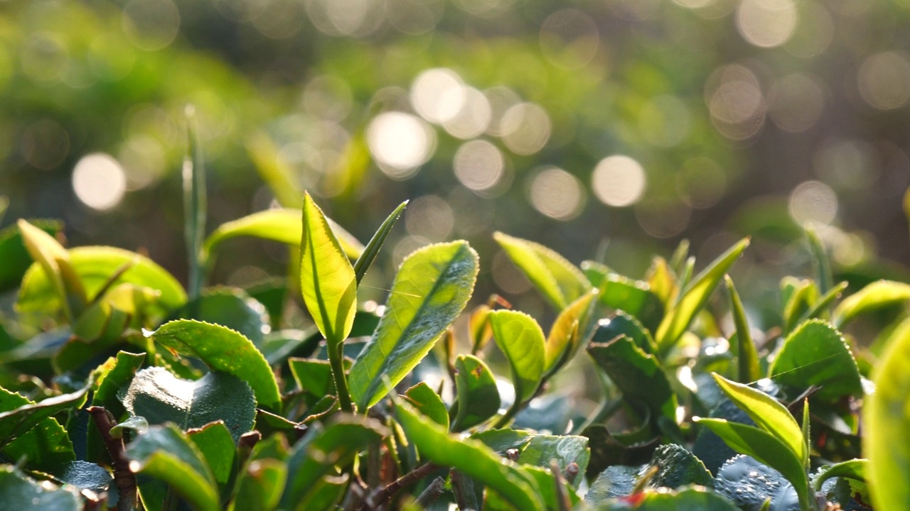 茶树有机农场绿茶树叶田植物。清晨的茶园，山间的绿色自然背景。农场里新鲜嫩芽的草本绿茶树视频素材