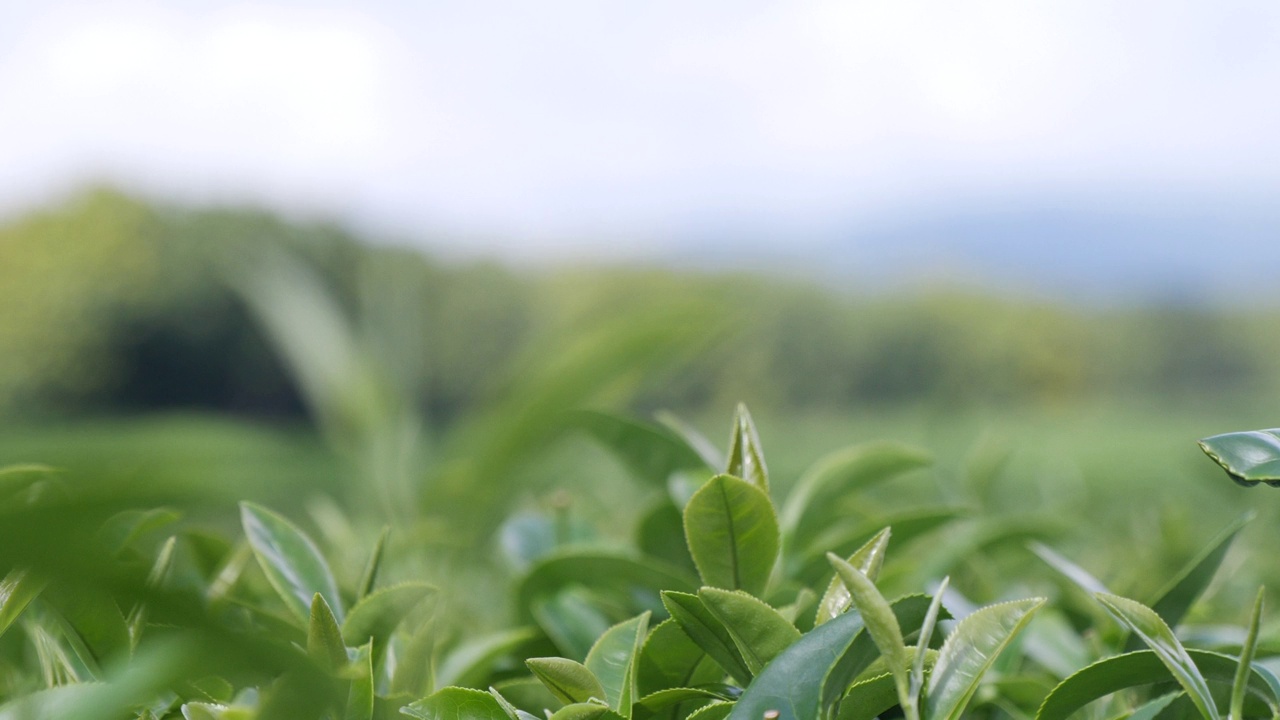 茶树有机农场绿茶树叶田植物。清晨的茶园，山间的绿色自然背景。农场里新鲜嫩芽的草本绿茶树视频素材