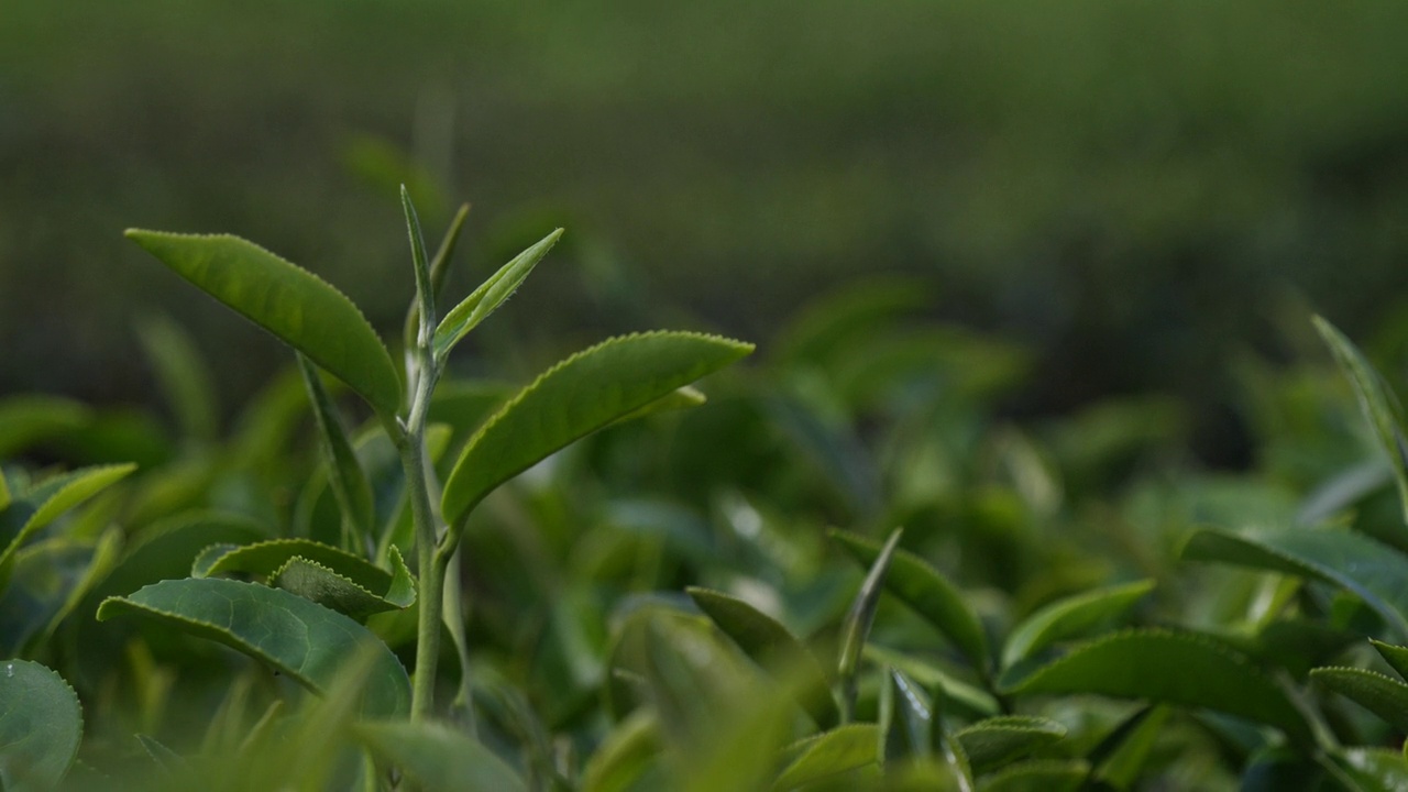 茶树有机农场绿茶树叶田植物。清晨的茶园，山间的绿色自然背景。农场里新鲜嫩芽的草本绿茶树视频素材