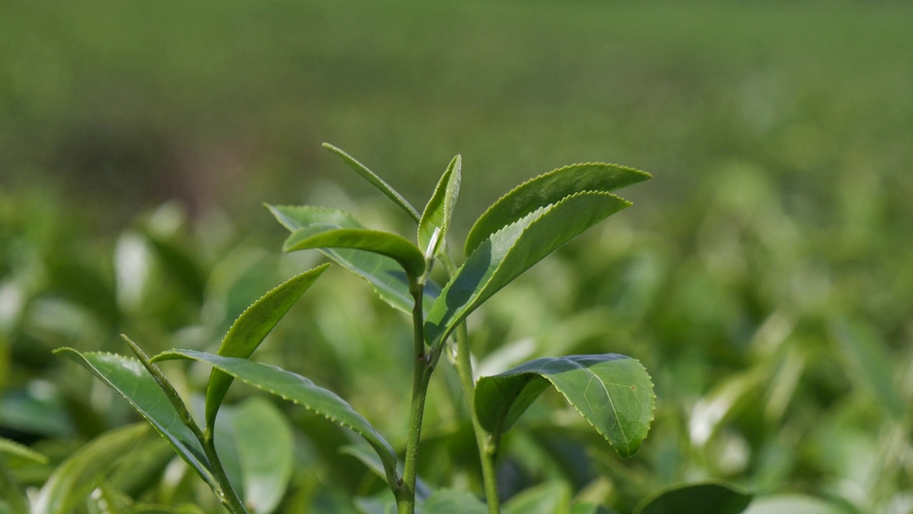 茶树有机农场绿茶树叶田植物。清晨的茶园，山间的绿色自然背景。农场里新鲜嫩芽的草本绿茶树视频素材