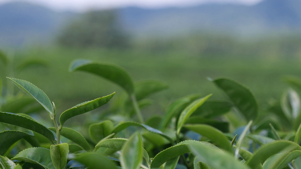 茶树有机农场绿茶树叶田植物。清晨的茶园，山间的绿色自然背景。农场里新鲜嫩芽的草本绿茶树视频素材