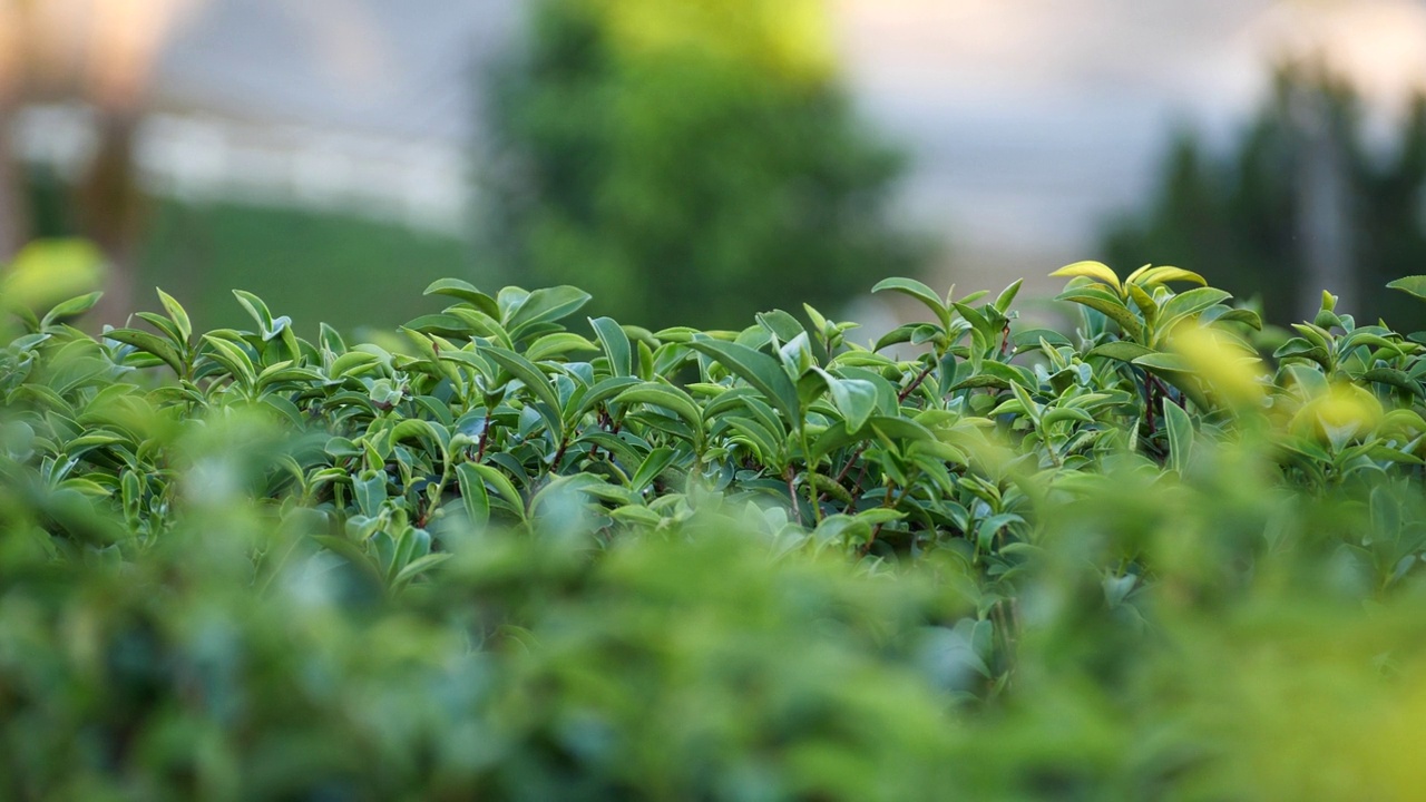 茶树有机农场绿茶树叶田植物。清晨的茶园，山间的绿色自然背景。农场里新鲜嫩芽的草本绿茶树视频素材