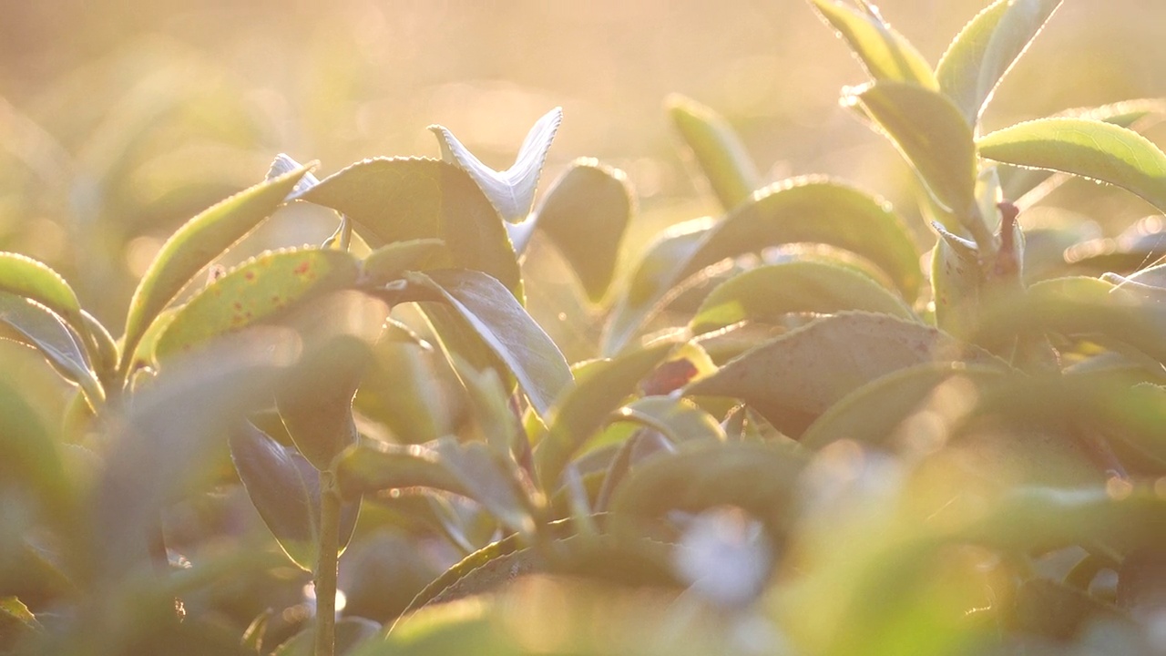 茶树有机农场绿茶树叶田植物。清晨的茶园，山间的绿色自然背景。农场里新鲜嫩芽的草本绿茶树视频素材