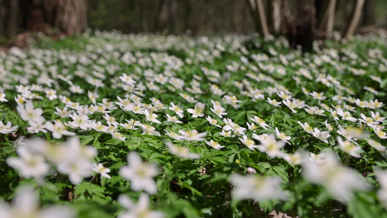 春天的海葵花在森林里是白色的视频素材