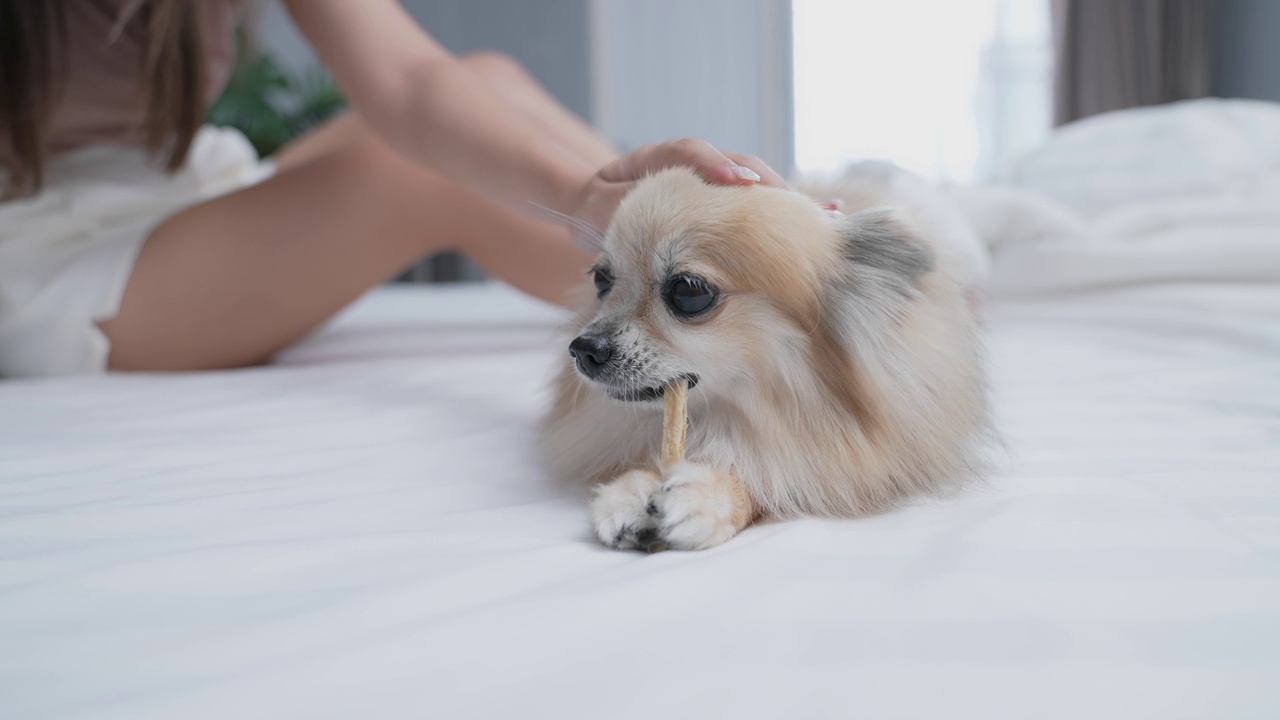 狗在卧室里咬骨头。视频下载