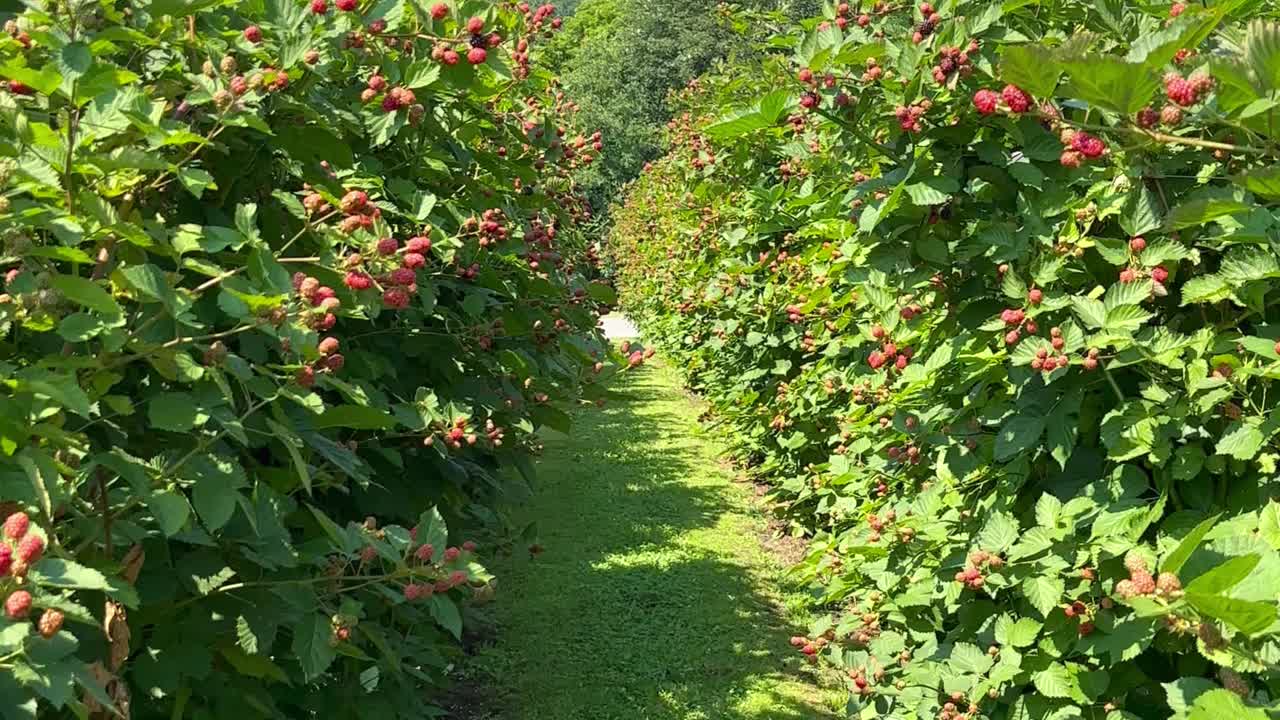 一片长满浆果的黑莓丛视频素材