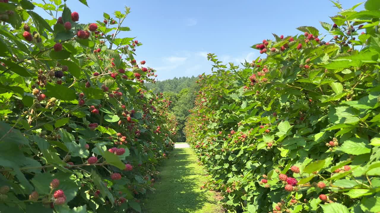 黑莓种植园视频素材