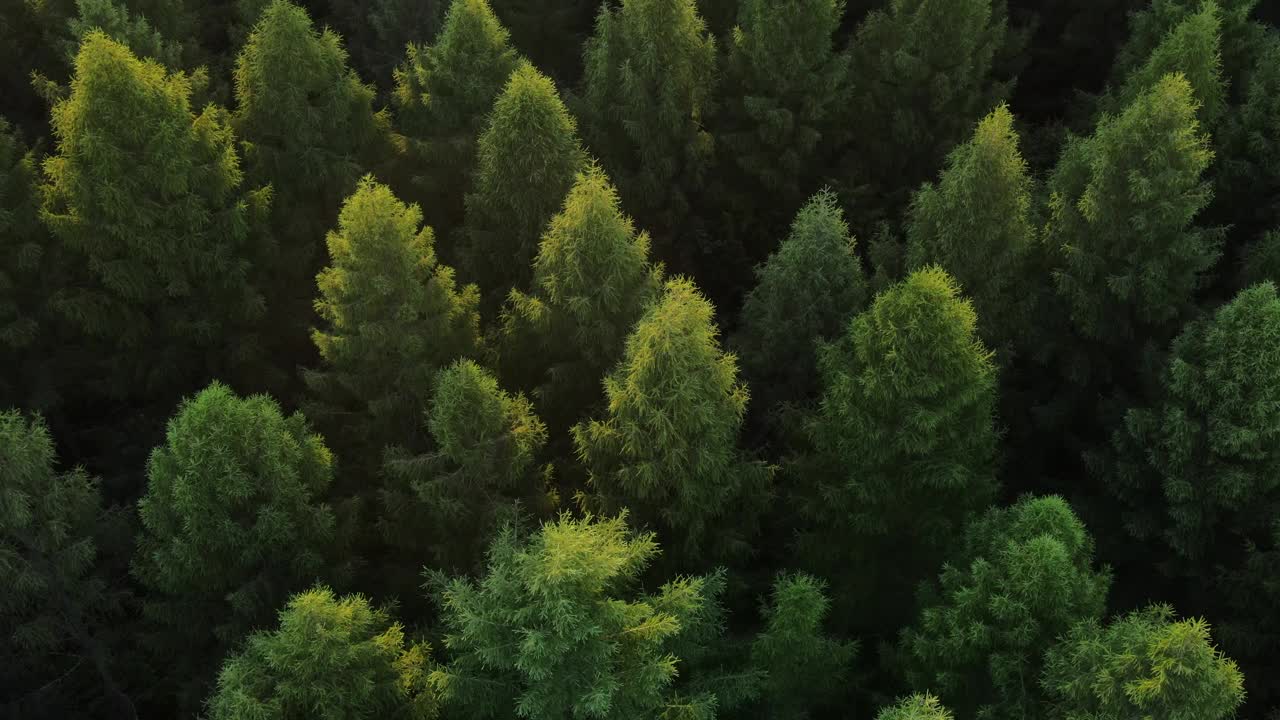 运动之旅直升机日落时壮丽的绿色森林景色。大木材松树和冷杉在伟大的野生自然。夏日森林景观鸟瞰图。野生动物与自然概念视频素材