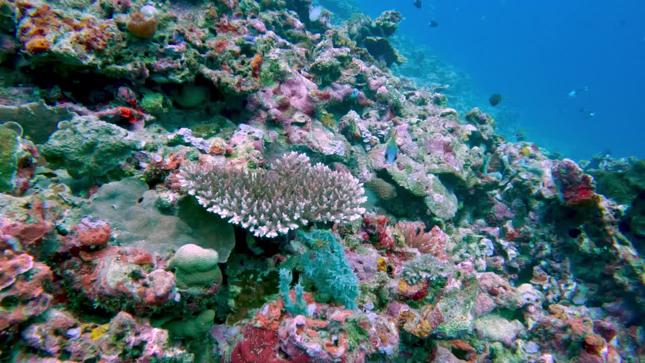 美丽的水下彩色热带珊瑚礁和海鱼。探索海洋中的野生动物风景。在亚洲珊瑚礁平静的海洋浮潜。明亮充满活力的生物多样性海洋动植物深度世界视频素材