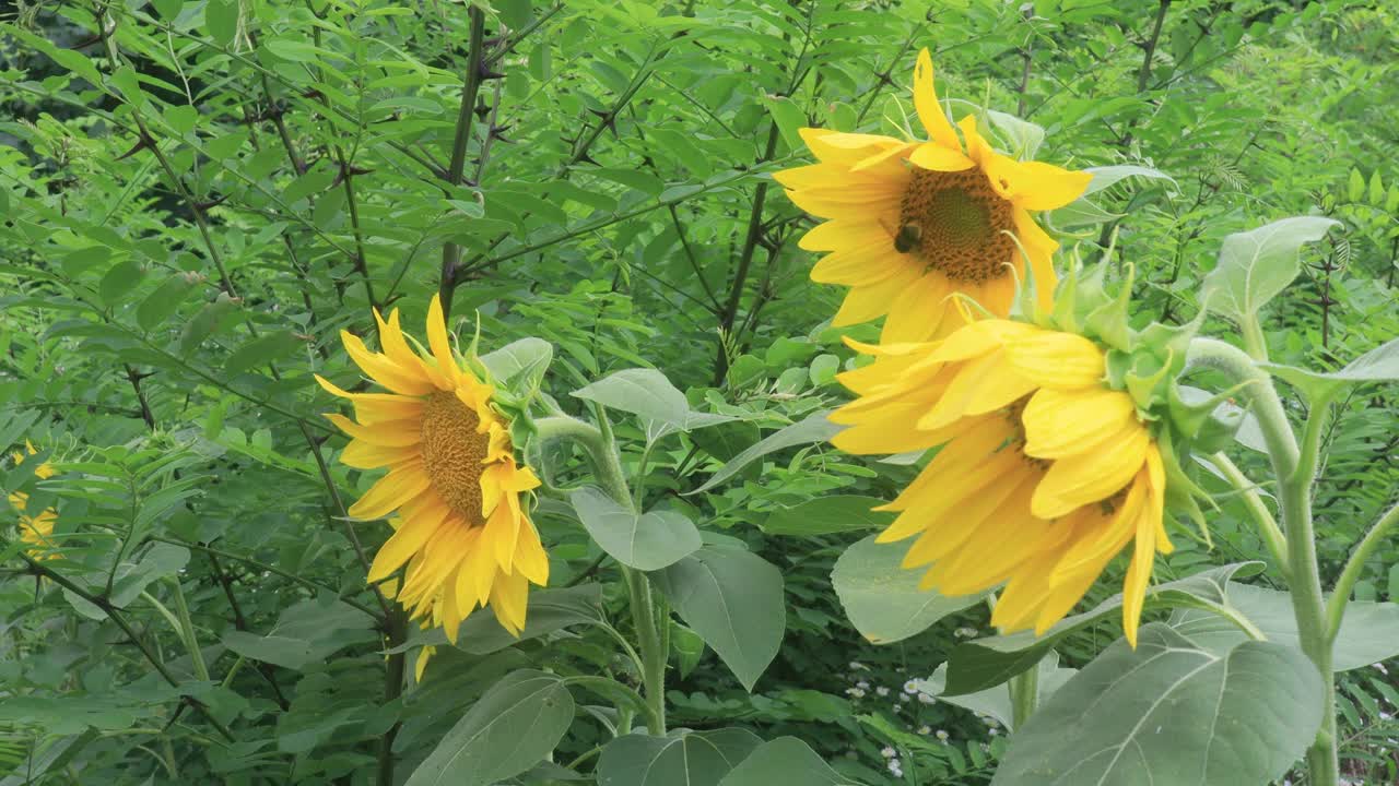 花园里美丽的向日葵，大自然的背景视频素材