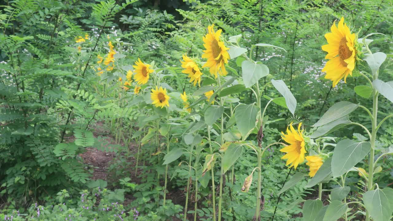 花园里美丽的向日葵，大自然的背景视频素材