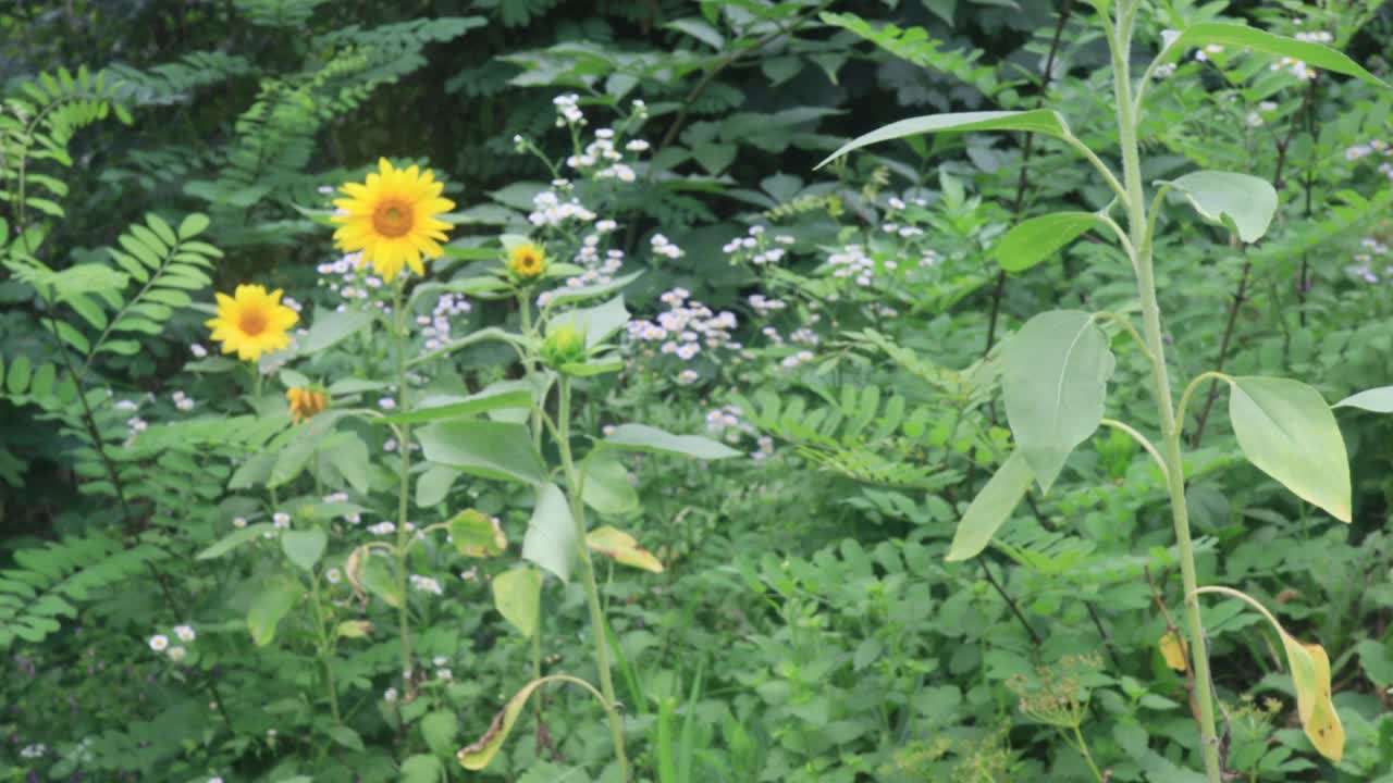 花园里美丽的向日葵，大自然的背景视频素材