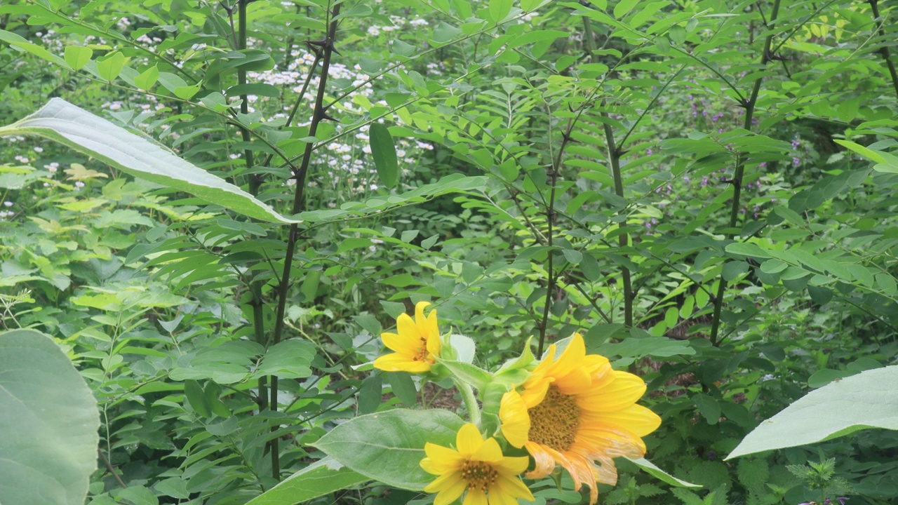 花园里美丽的向日葵，大自然的背景视频素材