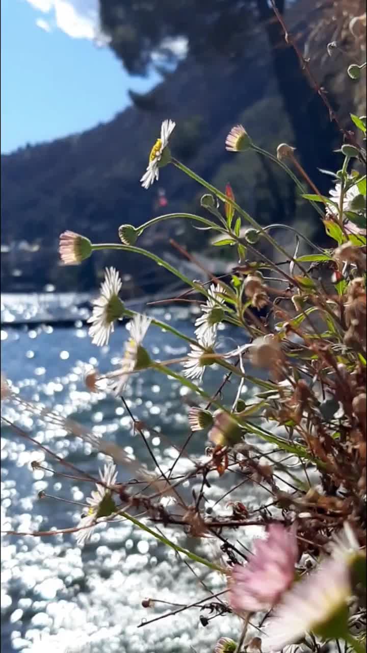 宁静的海岸线，有水和花，实时，真实的声音。视频素材