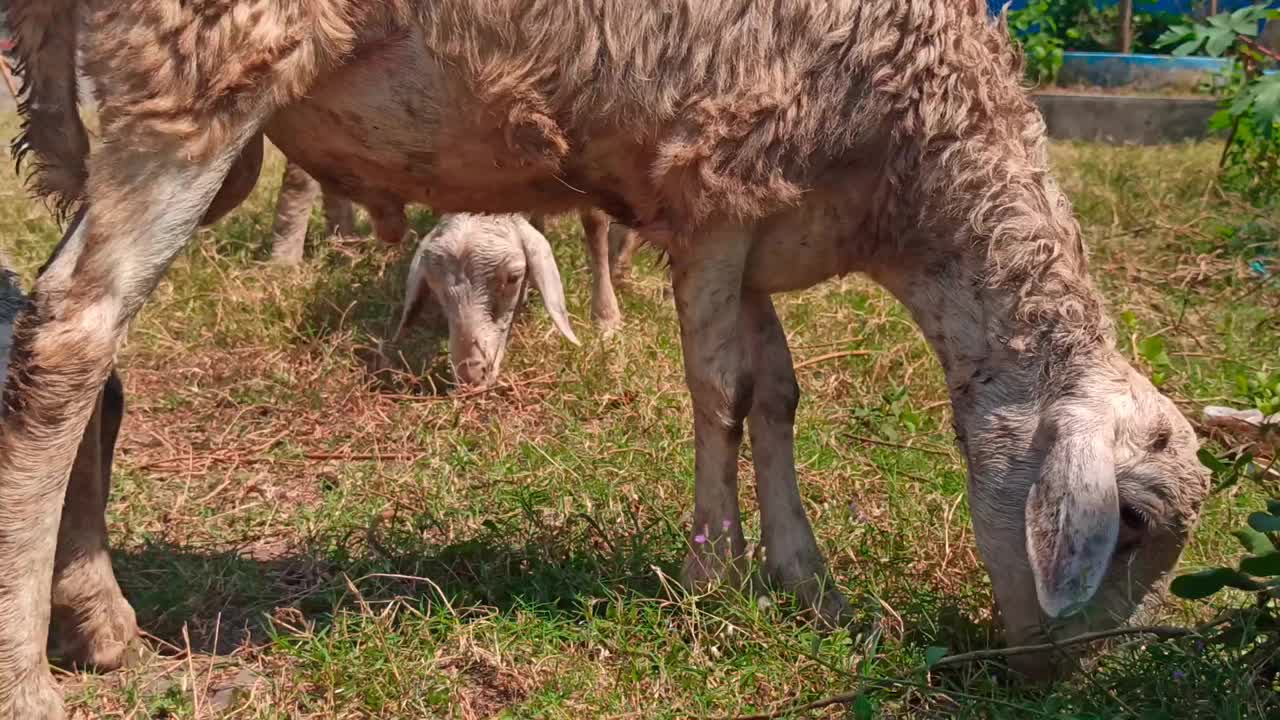 山羊农场:一起吃视频素材