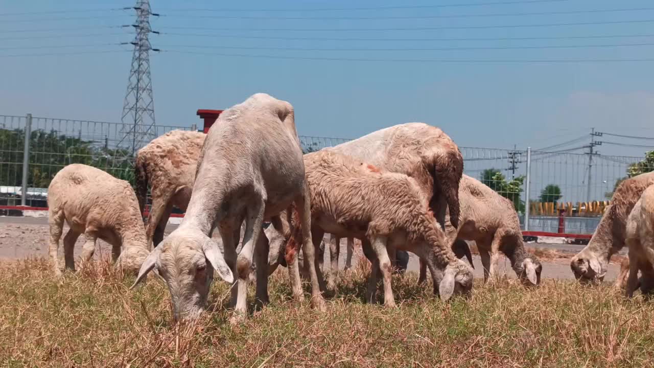 山羊农场:一起吃视频素材