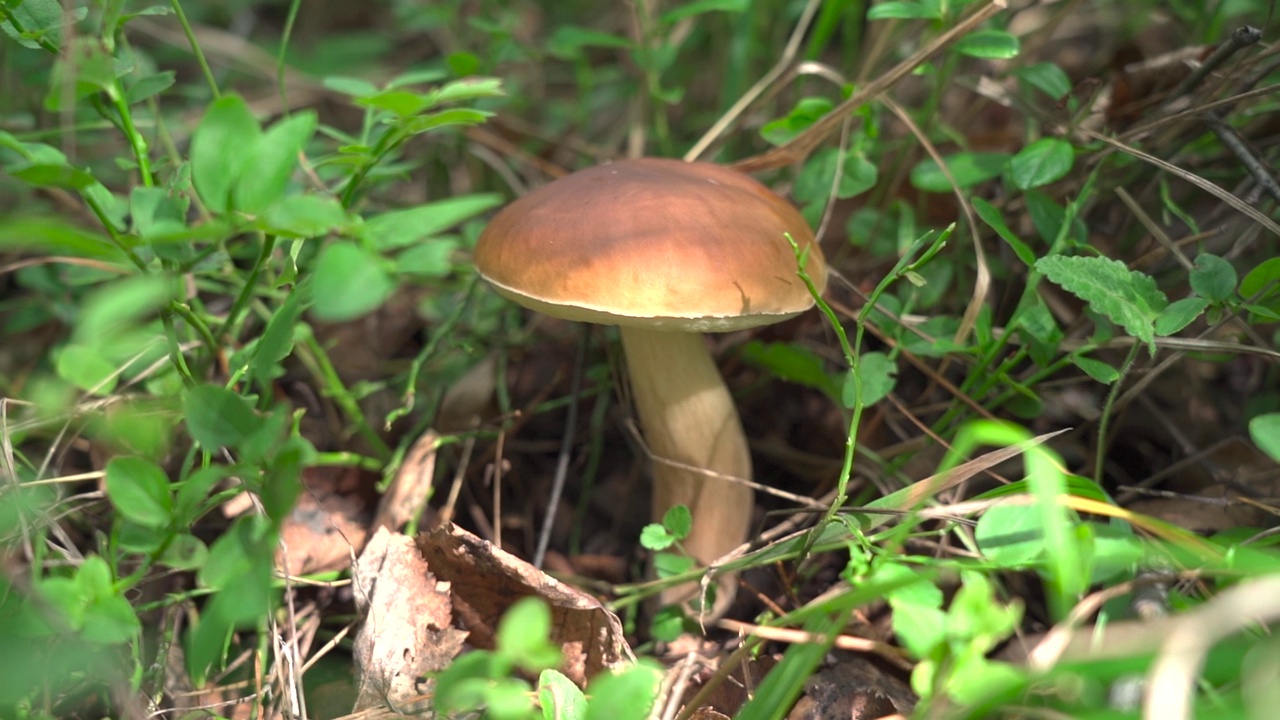 生长在森林中草叶之间的肉芽孢杆菌。视频素材