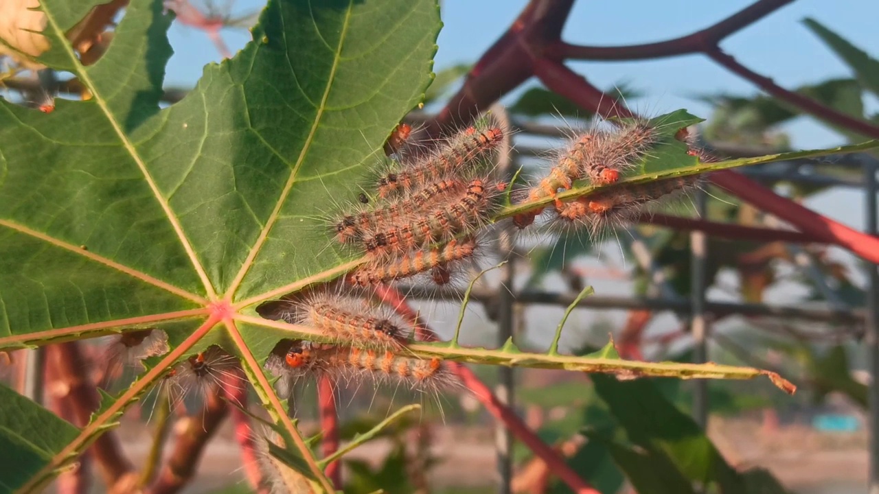 虫虫袭击视频素材