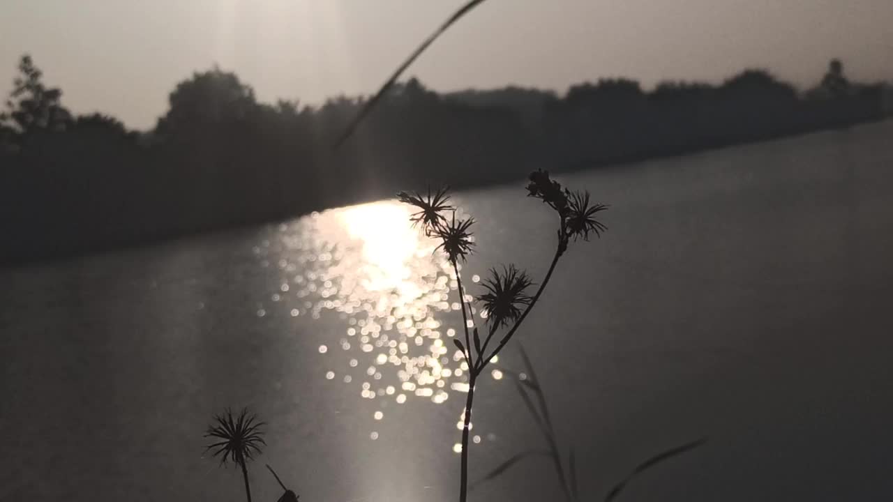 洋甘菊花卉视频素材