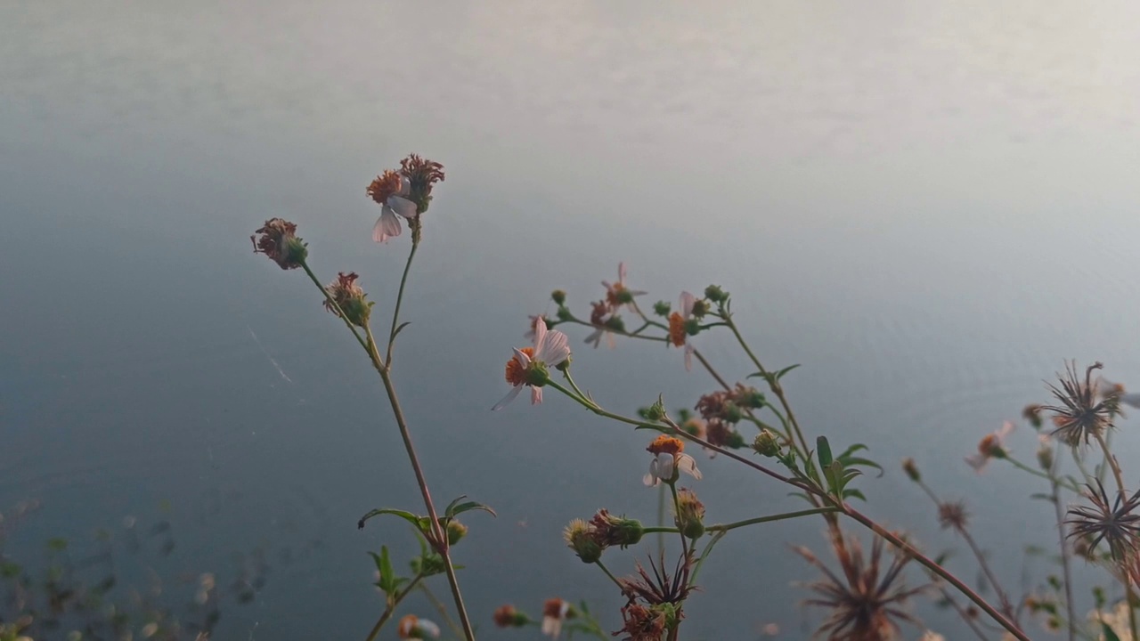 洋甘菊花卉视频素材