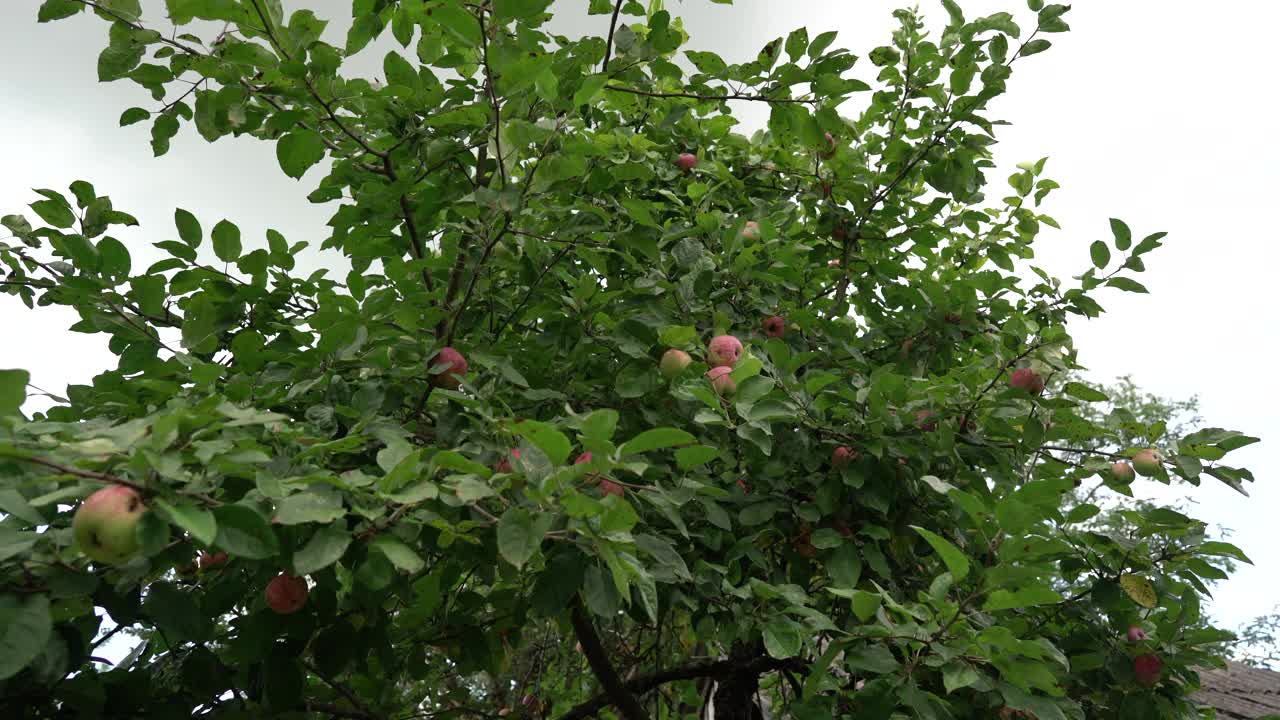 苹果树上结着红苹果视频素材